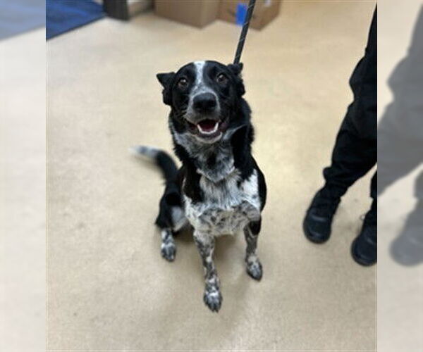 Medium Photo #1 Border Collie Puppy For Sale in Ogden, UT, USA