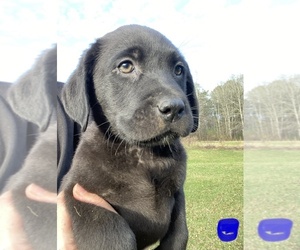 Labrador Retriever Puppy for sale in OSYKA, MS, USA