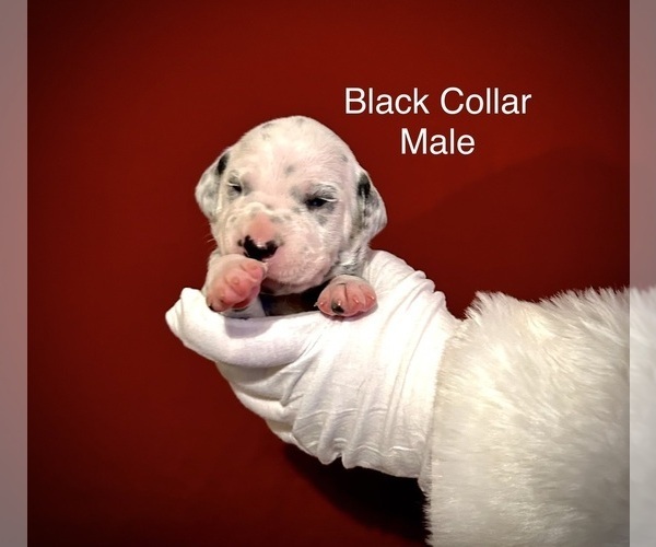 Medium Photo #7 Dalmatian Puppy For Sale in PHOENIX, AZ, USA