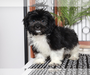 Zuchon Puppy for sale in NAPLES, FL, USA