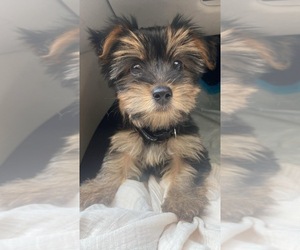 Yorkshire Terrier Puppy for sale in LAKE CITY, FL, USA