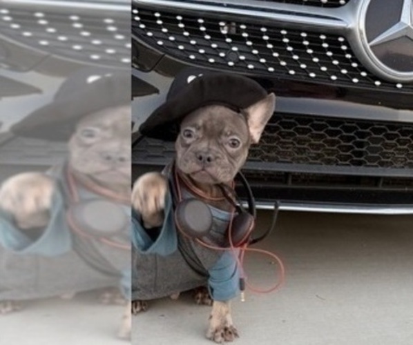 Medium Photo #1 French Bulldog Puppy For Sale in TUCSON, AZ, USA