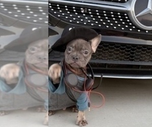 French Bulldog Puppy for sale in TUCSON, AZ, USA
