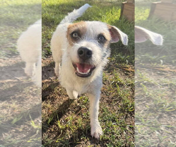 Medium Photo #3 Parson Russell Terrier-Unknown Mix Puppy For Sale in Tampa, FL, USA