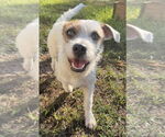 Small #2 Parson Russell Terrier Mix