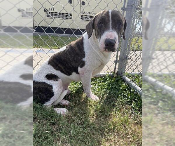 Medium Photo #3 Basset Hound-Bull Terrier Mix Puppy For Sale in Corpus Christi, TX, USA