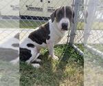 Small #2 Basset Hound-Bull Terrier Mix