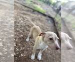 Small #4 Mutt