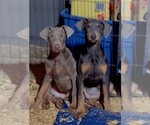 Puppy Puppy 8 Doberman Pinscher