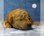 Small Photo #11 Goldendoodle Puppy For Sale in PAULINE, SC, USA