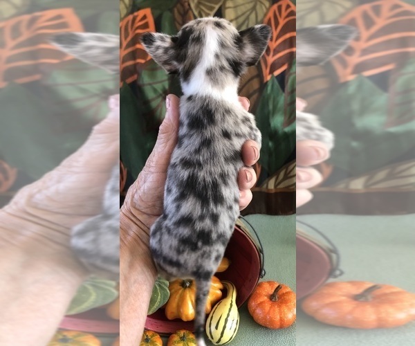 Medium Photo #5 Chihuahua Puppy For Sale in NEWVILLE, PA, USA