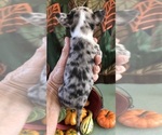 Small #4 Chihuahua