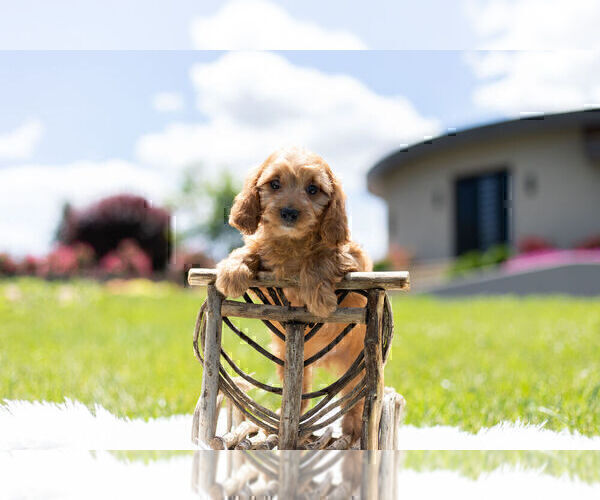 Medium Photo #1 Cavapoo Puppy For Sale in WARSAW, IN, USA