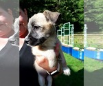 Small #2 Chihuahua