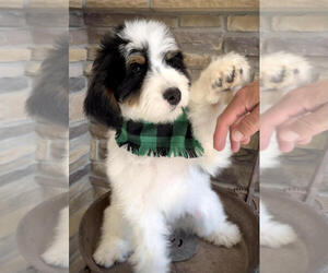 Bernedoodle Puppy for sale in SANTA BARBARA, CA, USA
