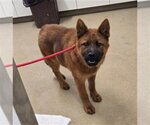 Small Chow Chow