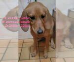 Small #2 Redbone Coonhound Mix