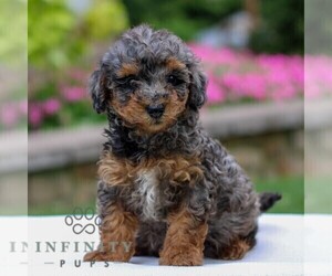 YorkiePoo Puppy for sale in NARVON, PA, USA