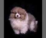 Small #6 Pomeranian