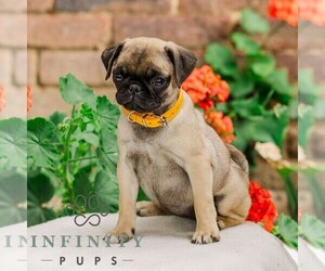 Pug Puppy for sale in ORRSTOWN, PA, USA