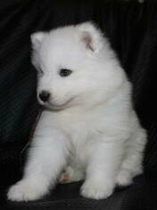 Samoyed Puppy for sale in STEPHENVILLE, TX, USA