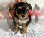 Small #3 Morkie