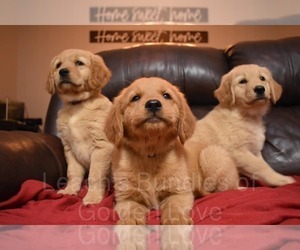 Golden Retriever Puppy for sale in DUPONT, IN, USA