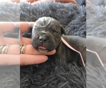 Small #1 Cane Corso