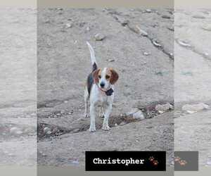 Beagle Dogs for adoption in Apple Valley, CA, USA
