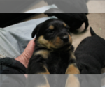 Small Photo #15 Rottweiler Puppy For Sale in ROSEBURG, OR, USA