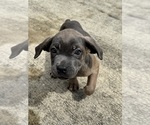 Small #1 Cane Corso