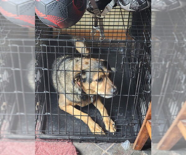 Medium Photo #1 Shepradors Puppy For Sale in Ogden, UT, USA