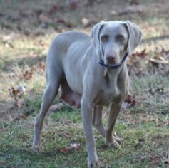 Mother of the Weimaraner puppies born on 03/18/2018