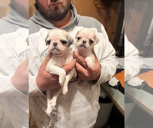 Pug Puppy for sale in TIFFIN, OH, USA