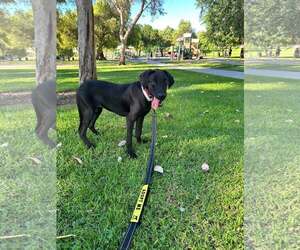 Labrador Retriever-Unknown Mix Dogs for adoption in San Diego, CA, USA