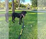 Frida - Female Labrador Retriever-Unknown Mix Dog for Adoption - Small photo