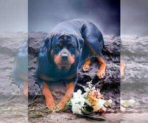 Mother of the Rottweiler puppies born on 02/02/2024