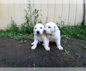 Great Pyrenees-Maremma Sheepdog Mix Puppy for sale in WARRIORS MARK, PA, USA