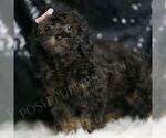 Small #2 Poodle (Toy)