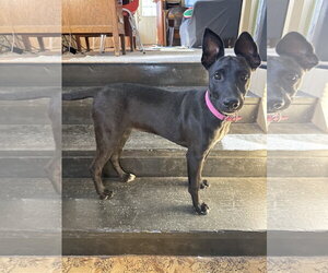 Janet - Female Shepradors Dog for Adoption - Photo #6