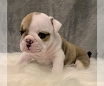 Small Photo #16 Bulldog Puppy For Sale in JACKSONVILLE, FL, USA