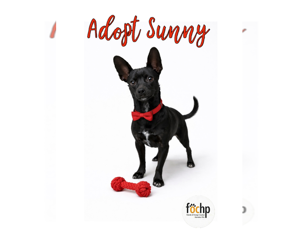 Medium Photo #2 Chiweenie Puppy For Sale in Menifee, CA, USA