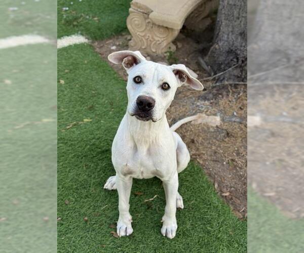 Medium Photo #1 Labrador Retriever Puppy For Sale in Sugar Land, TX, USA