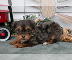 Puppy Trina YorkiePoo