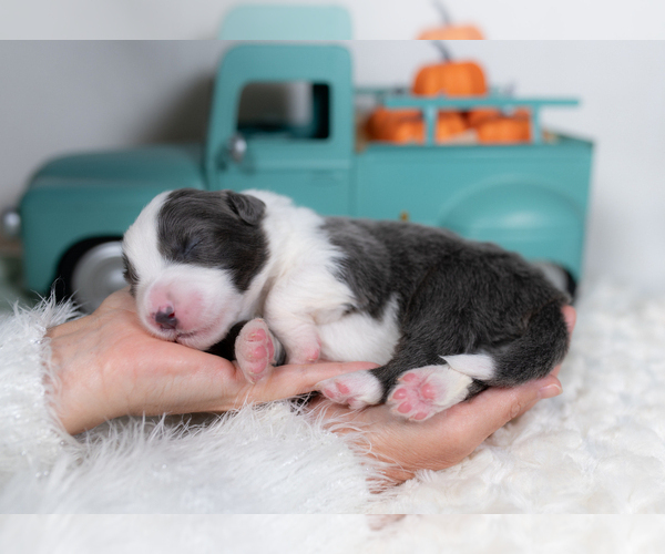 Medium Photo #3 Border Collie Puppy For Sale in CONWAY, MO, USA
