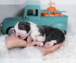 Small #2 Border Collie
