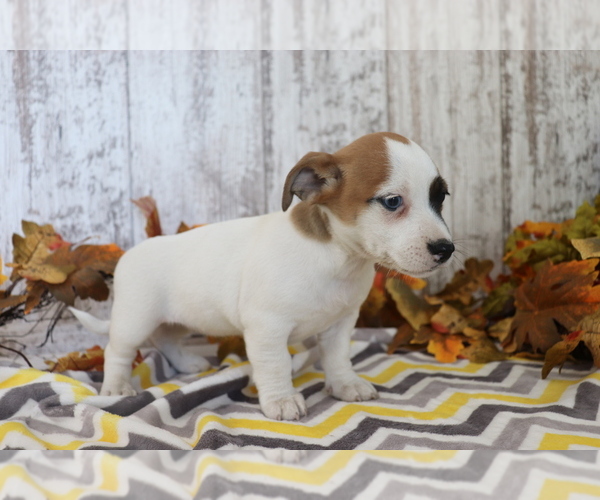 Medium Photo #1 Jack Russell Terrier-Jug Mix Puppy For Sale in SHILOH, OH, USA