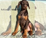 Small #4 Doberman Pinscher