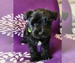 Puppy Puppy 1 Schnauzer (Miniature)