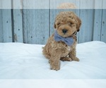 Small Photo #1 Poodle (Miniature) Puppy For Sale in HONEY BROOK, PA, USA